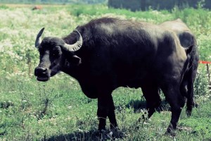 Буйволина ферма Карпатський буйвіл, екскурсія та дегустація